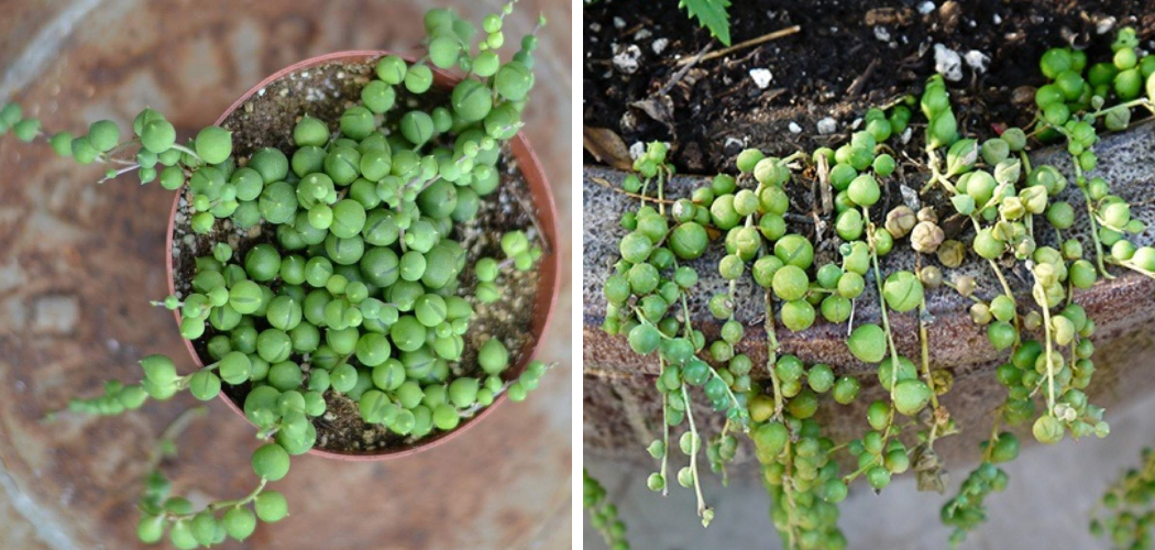 How to Revive String of Pearls