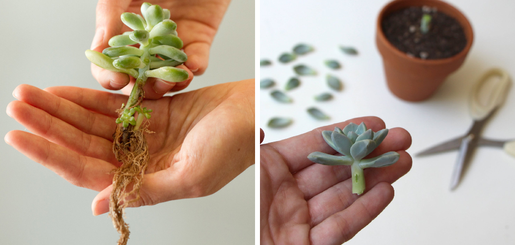 How to Save a Succulent Without Roots