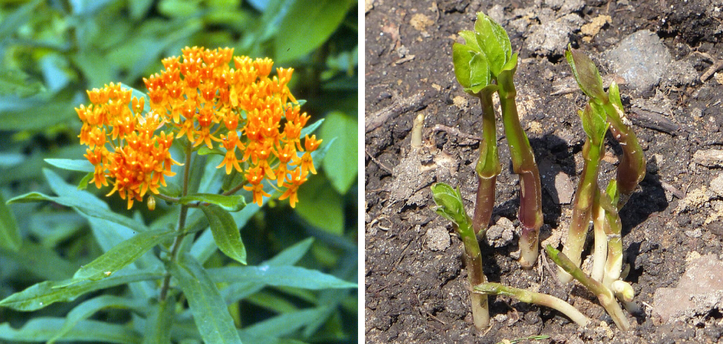 How to Transplant Asclepias Tuberosa