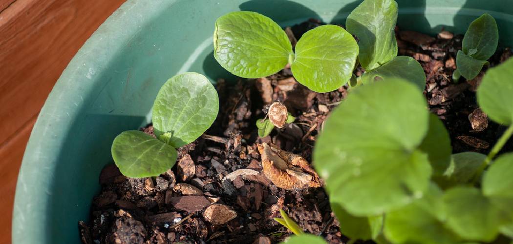 How to Transplant Squash Seedlings