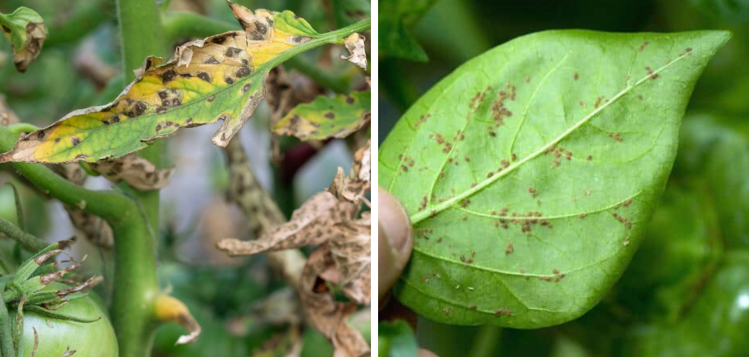 How to Treat Holes in Tomato Leaves