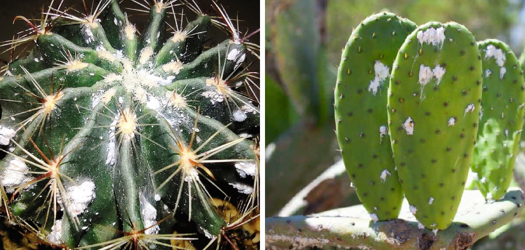 How to Treat White Fungus on Cactus