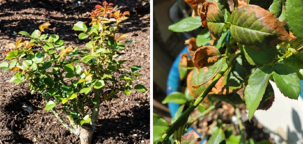 How to Treat a Rose Bush in Shock