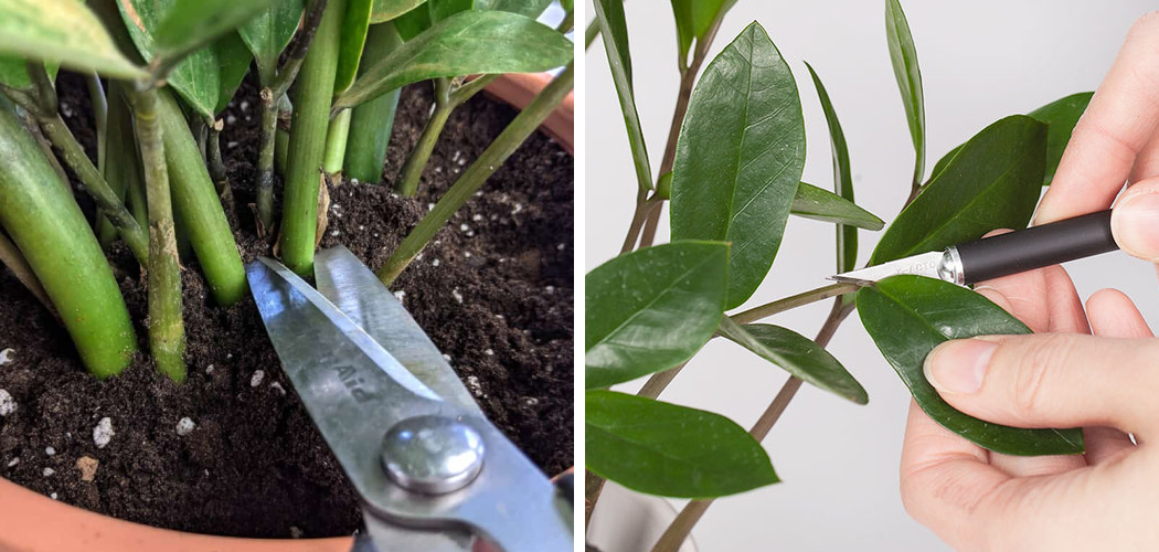 How to Trim a ZZ Plant