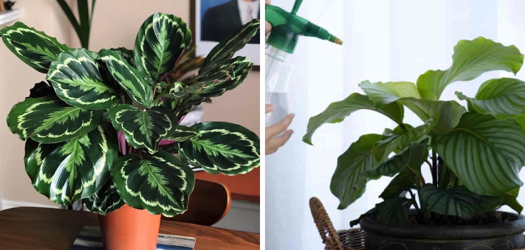 How to Water Calathea