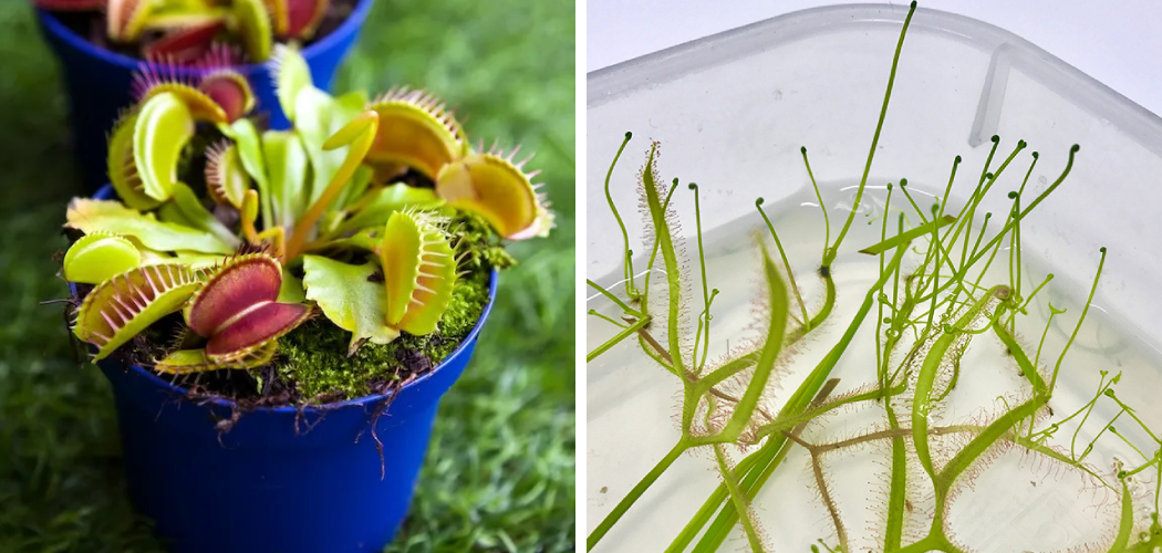 How to Water Carnivorous Plants