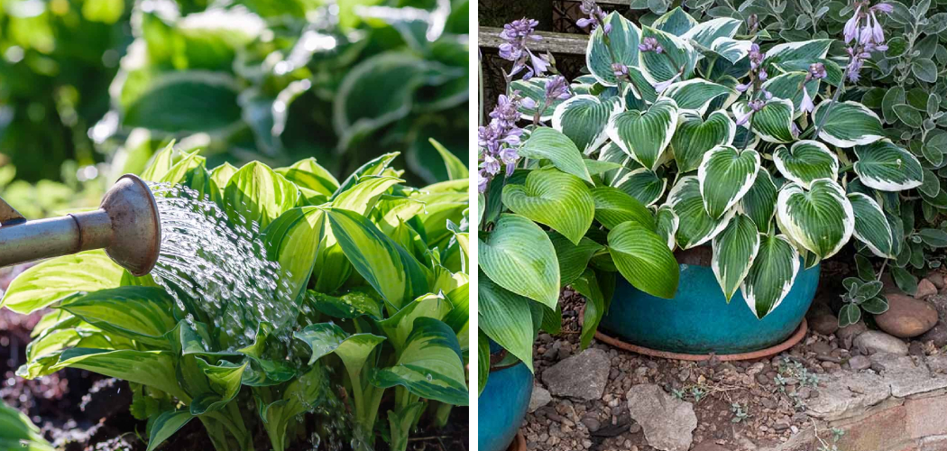 How to Water Hostas