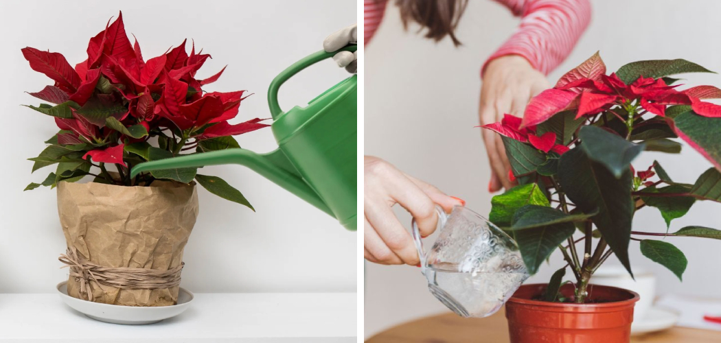 How to Water Poinsettas