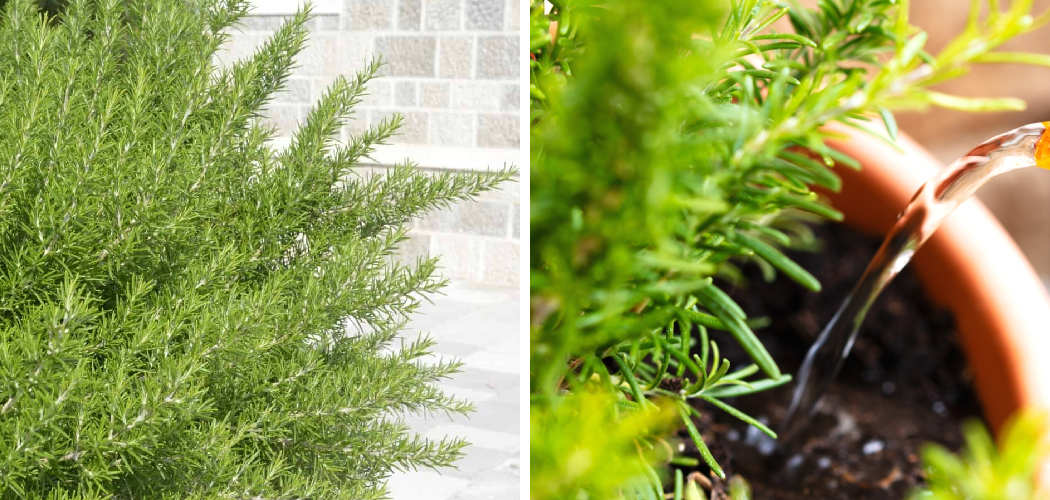 How to Water Rosemary