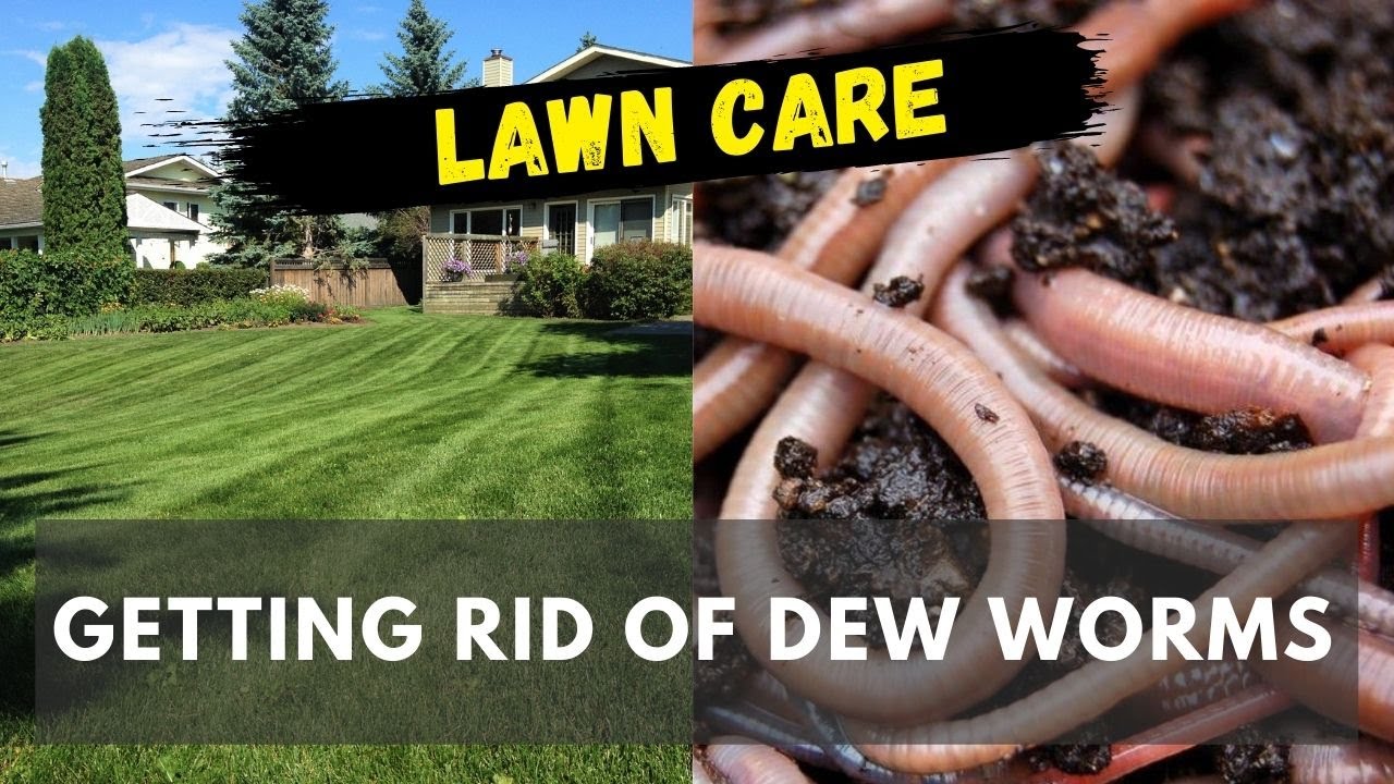 How Do I Get Rid of Earthworms in My Lawn