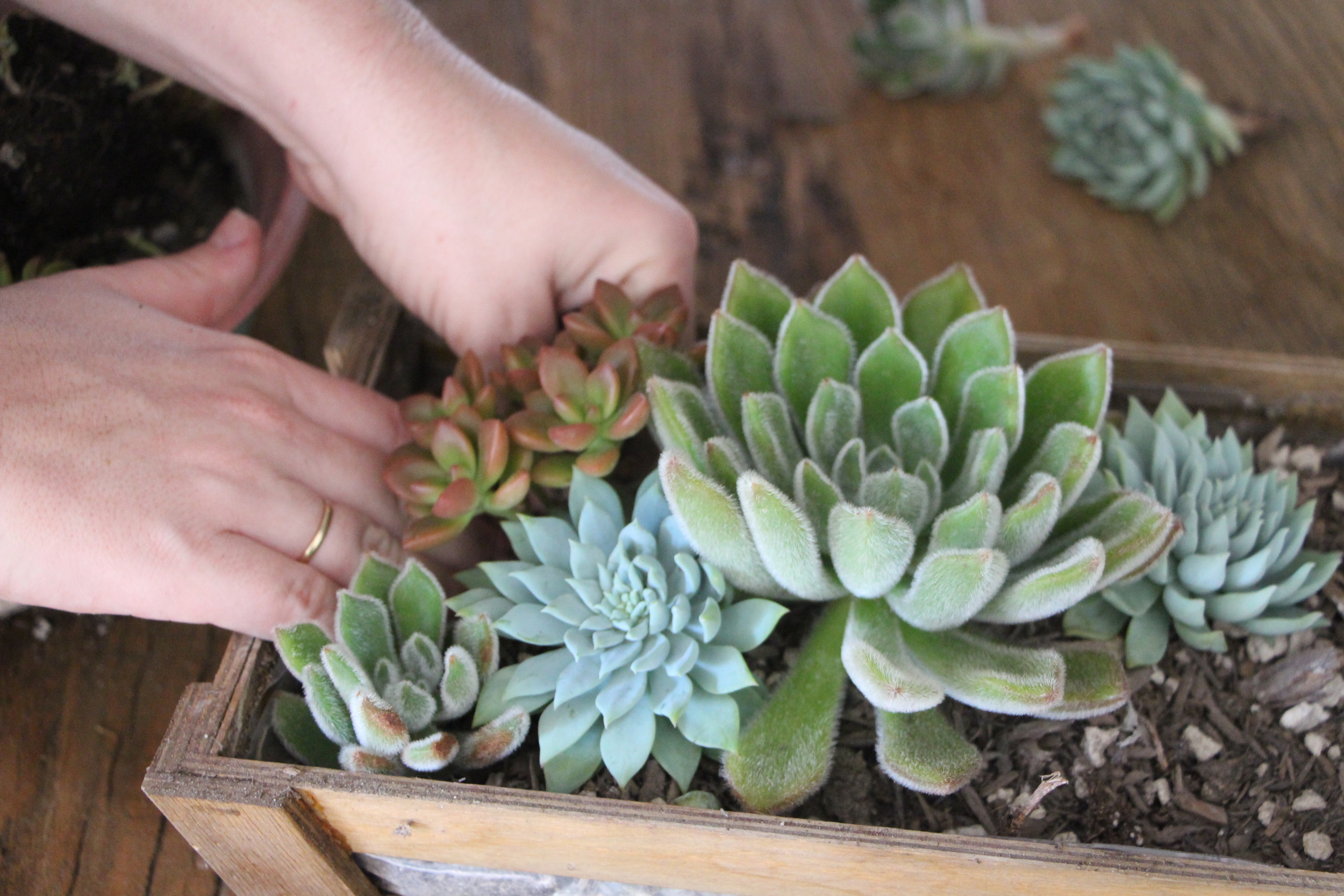 How to Arrange Succulents