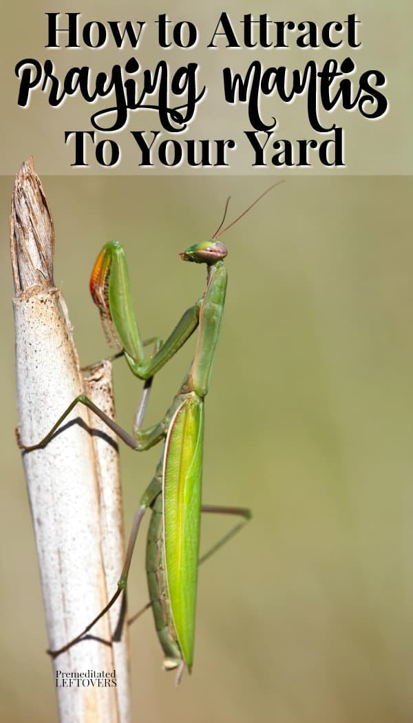 How to Attract Praying Mantis