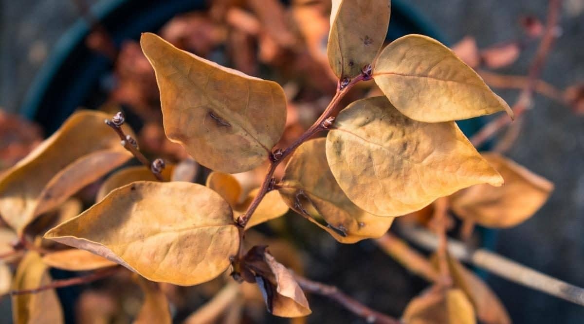 How to Bring Back a Dead Blueberry Plant