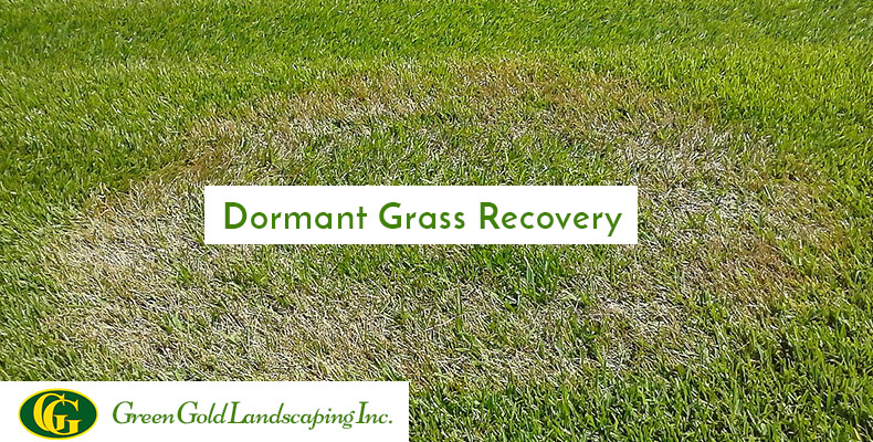 How to Bring Grass Out of Dormancy