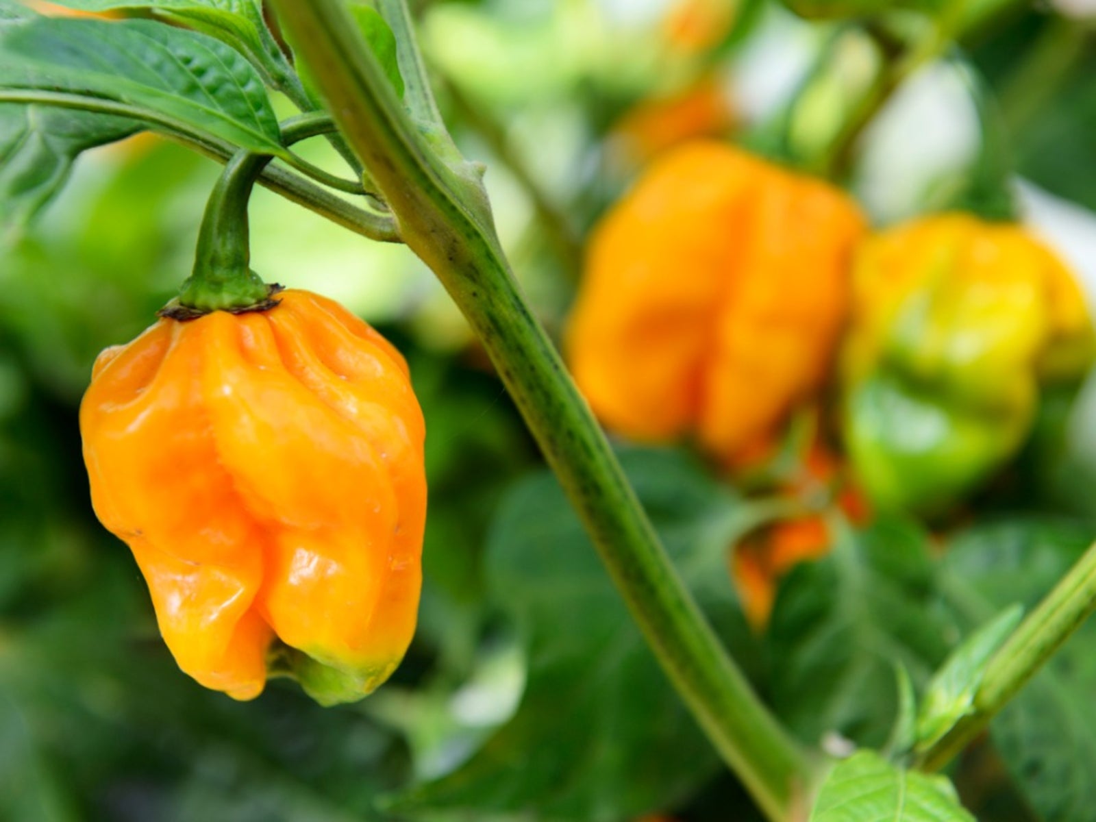 How to Care for a Habanero Plant