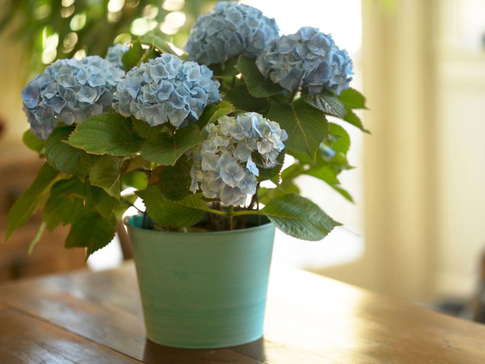 How to Care for a Hydrangea Indoors