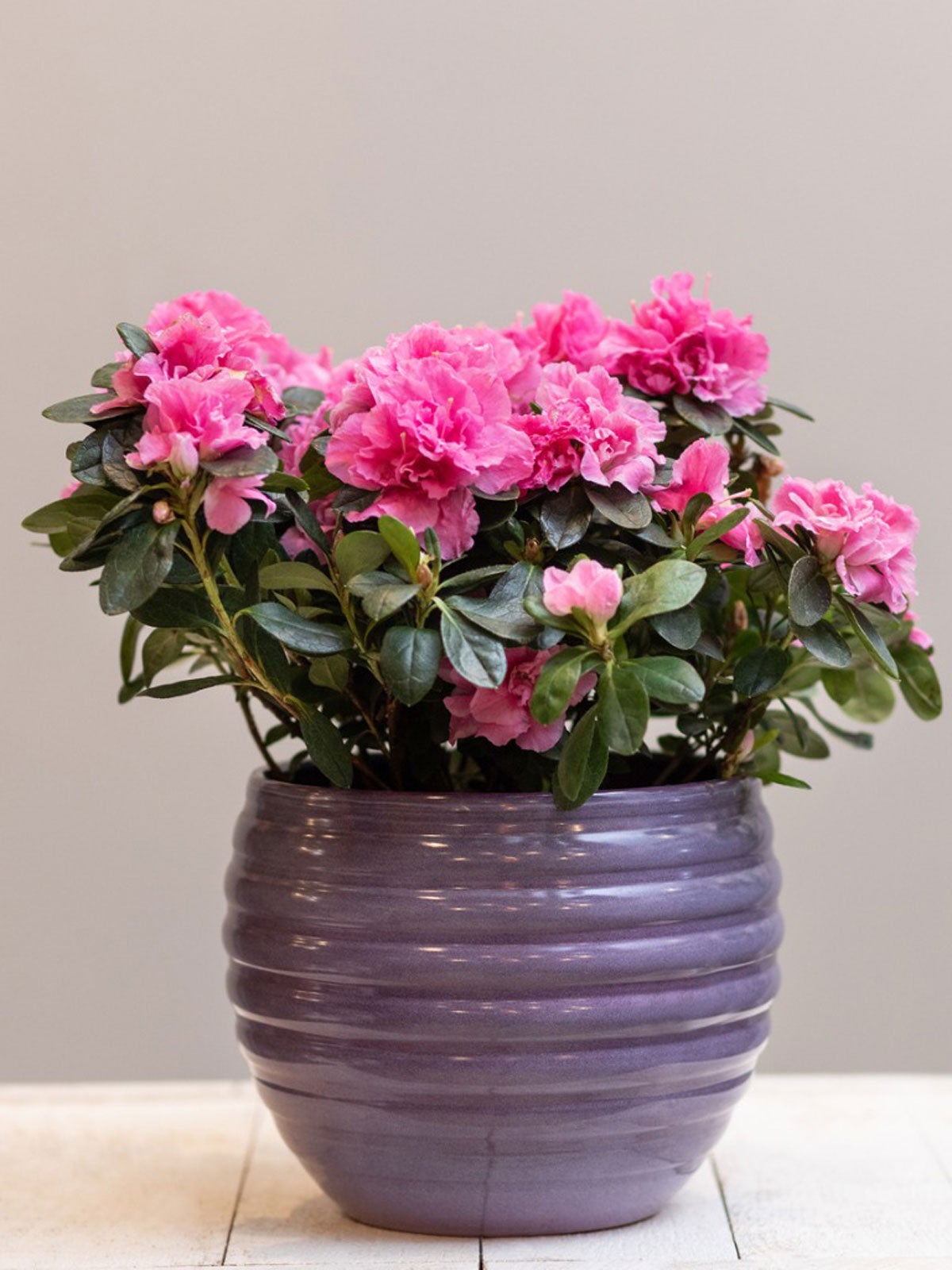 How to Care for Azaleas Indoors