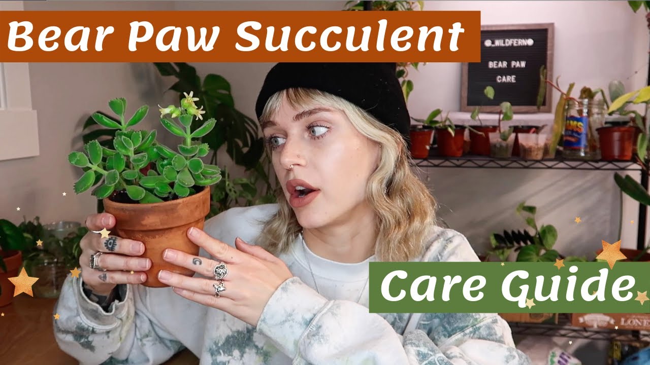 How to Care for Bear Paw Succulent