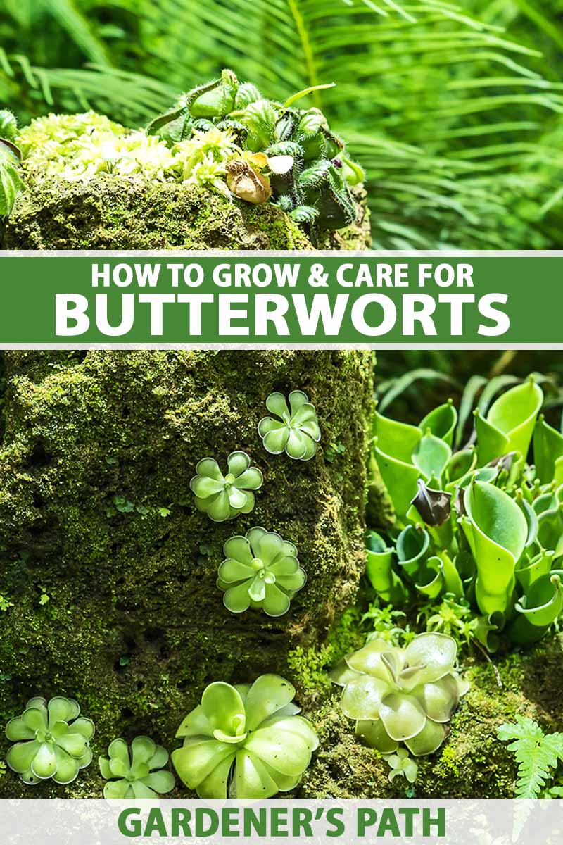 How to Care for Butterwort