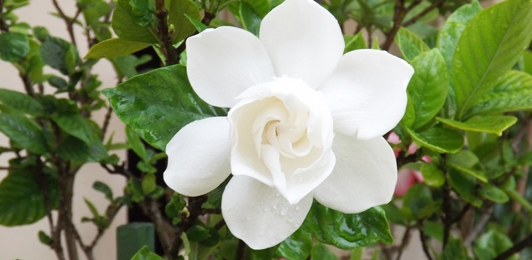 How to Care for Cape Jasmine