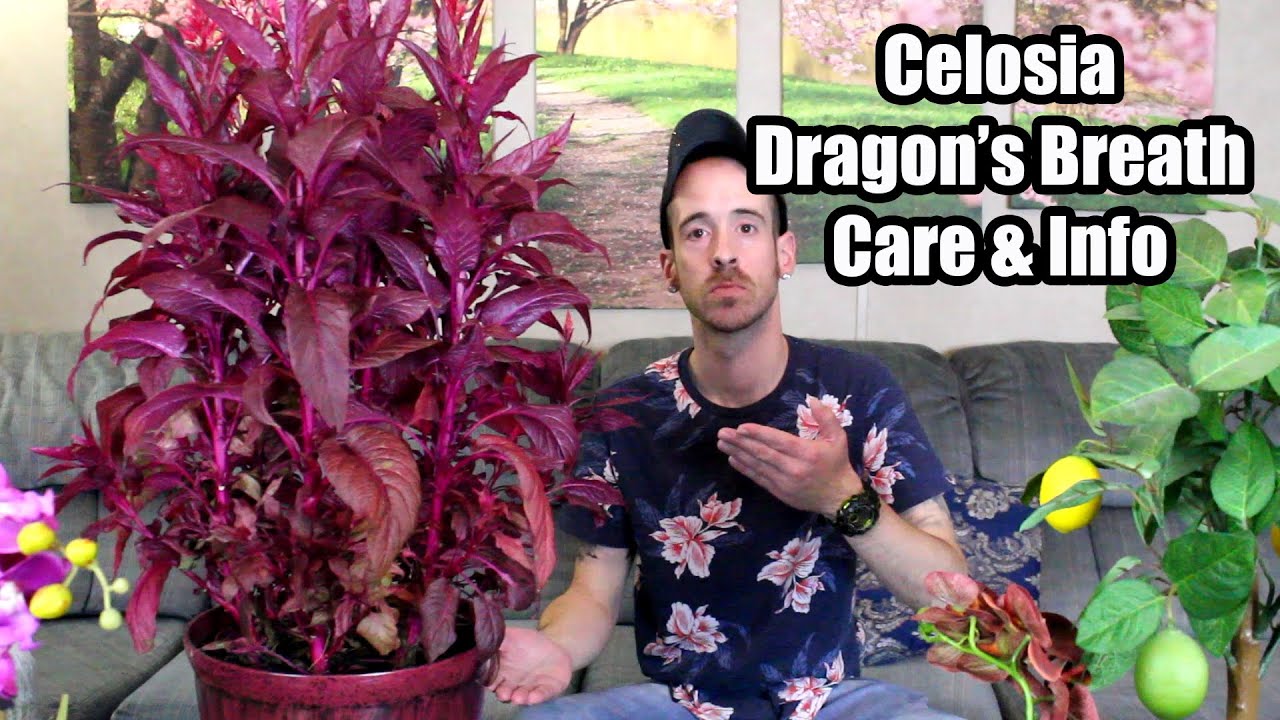 How to Care for Dragon'S Breath