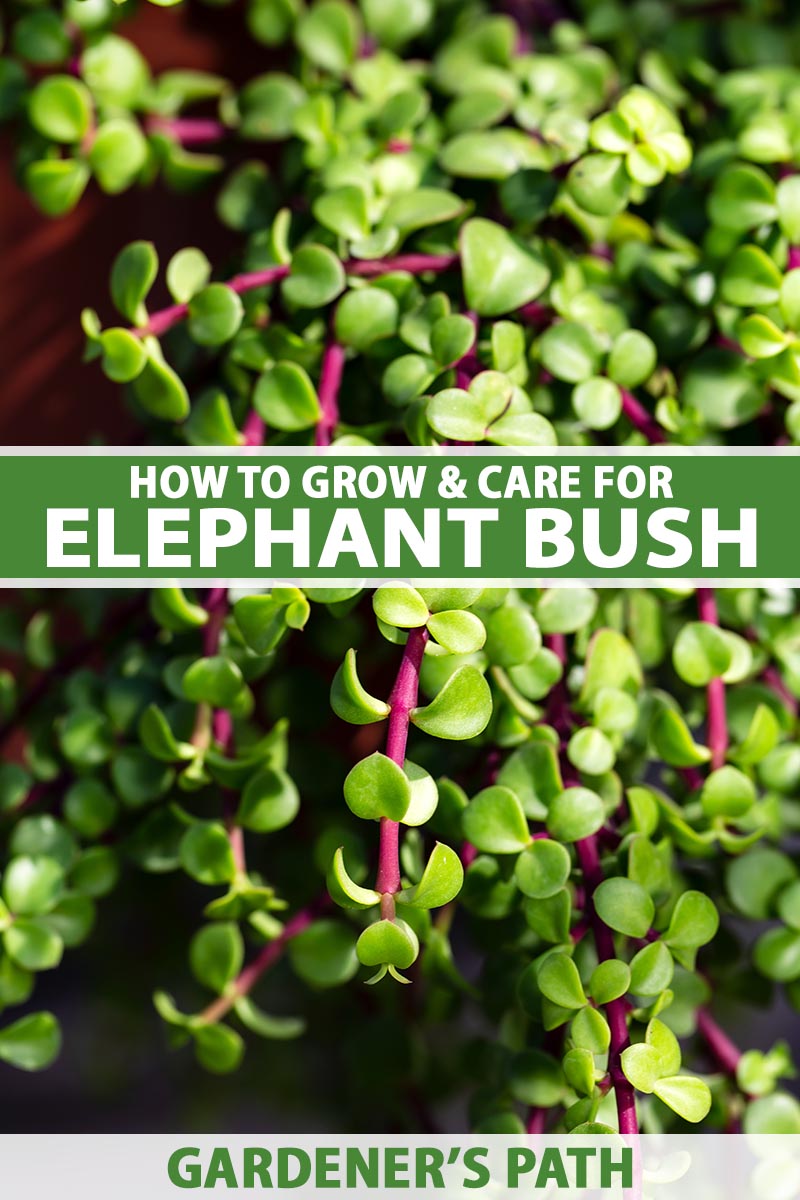 How to Care for Elephant Bush