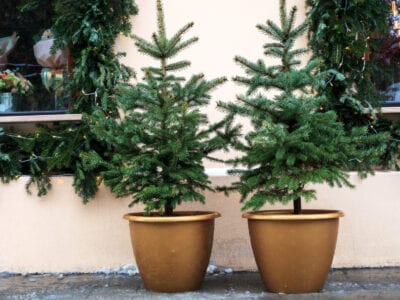 How to Care for Evergreen Trees in Pots