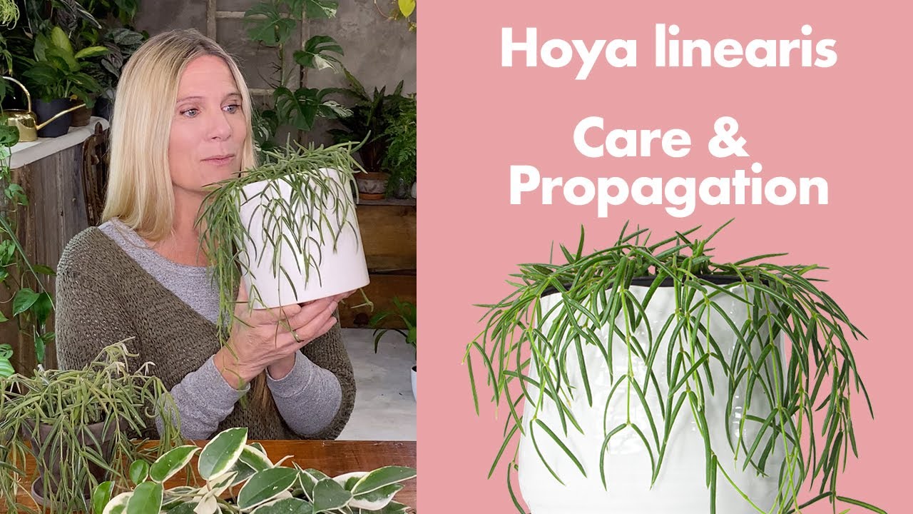 How to Care for Hoya Linearis