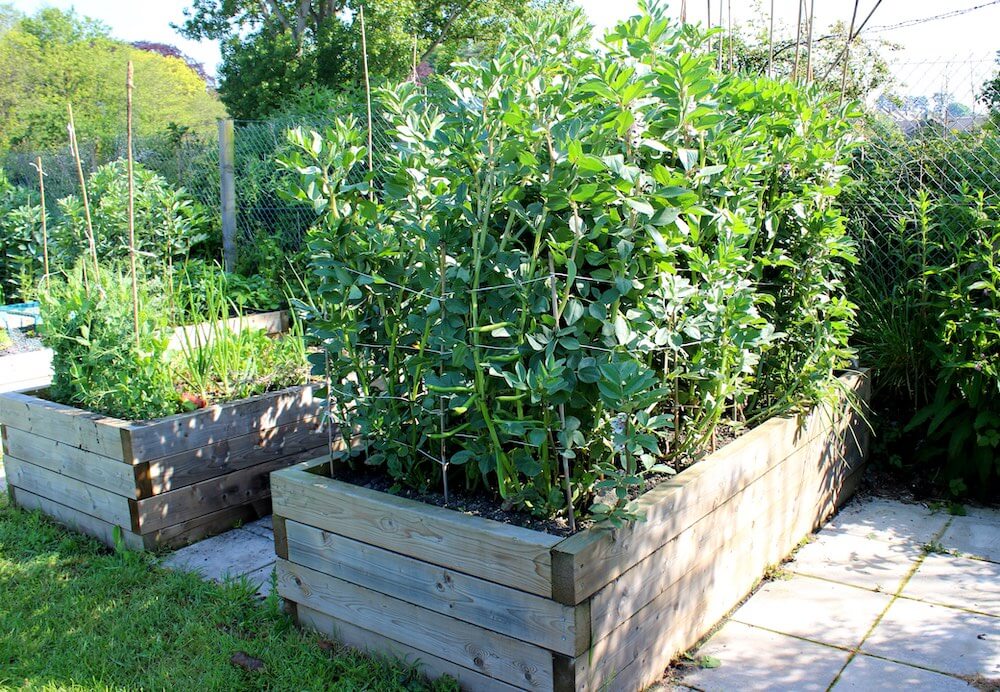 How to Care for Peas in Raised Beds