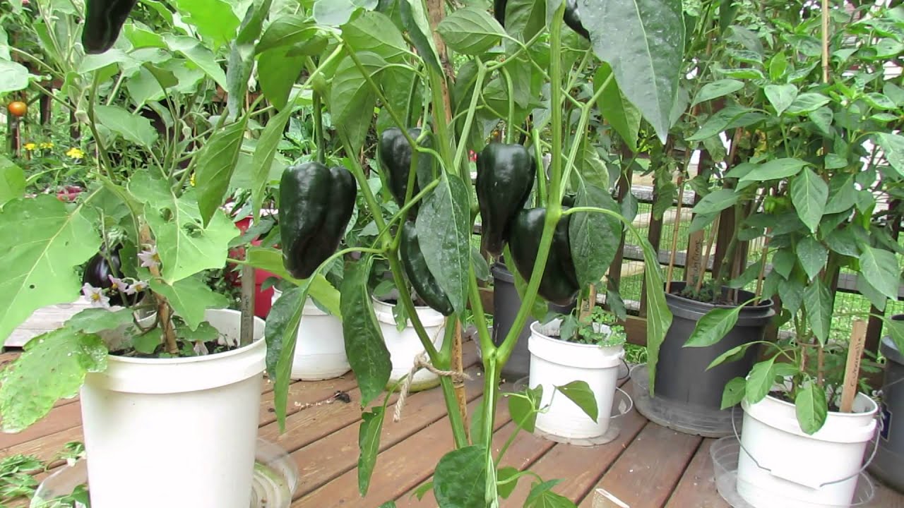 How to Care for Poblano Peppers