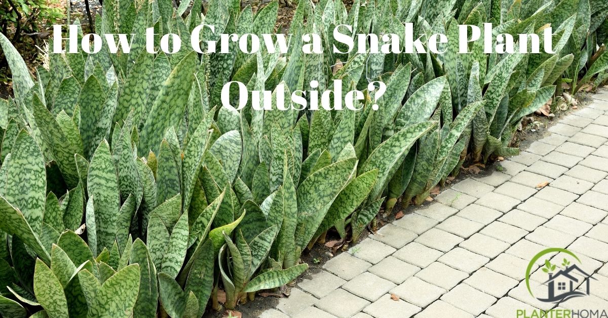 How to Care for Snake Plant Outdoors