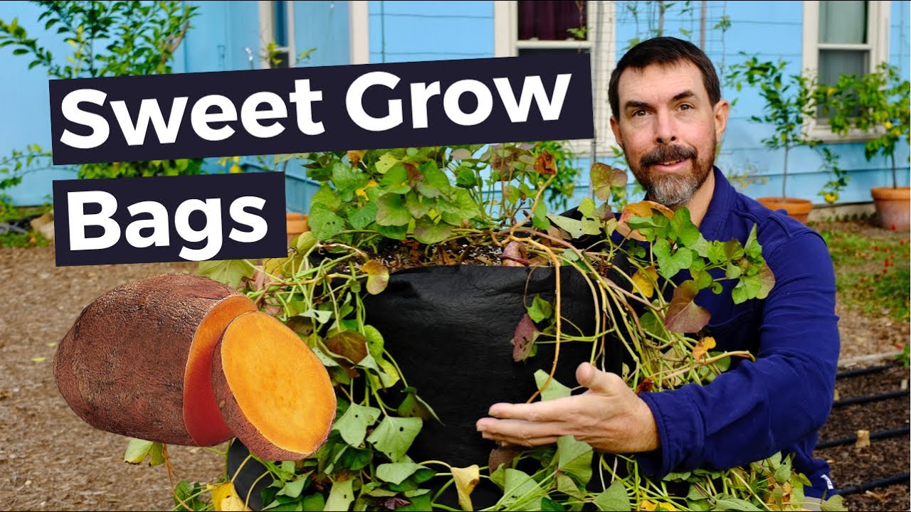 How to Care for Sweet Potatoes in Feed Bags