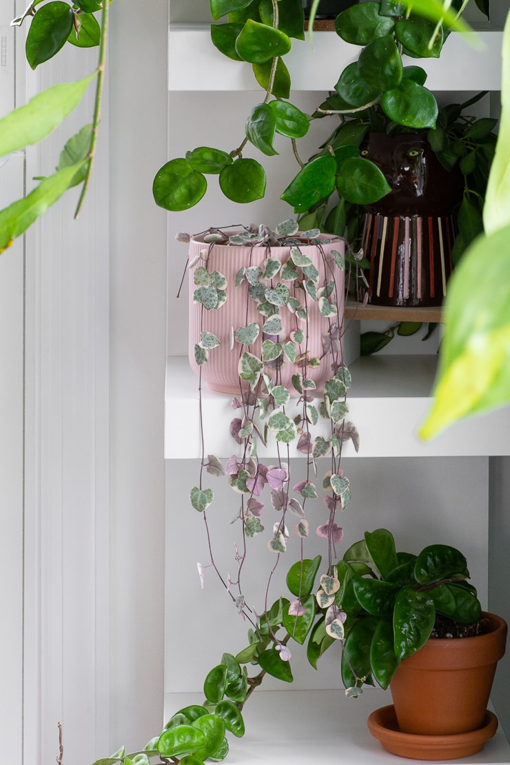 How to Care for Variegated String of Hearts