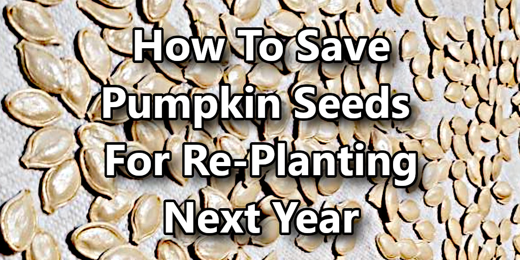 How to Clean Squash Seeds for Planting