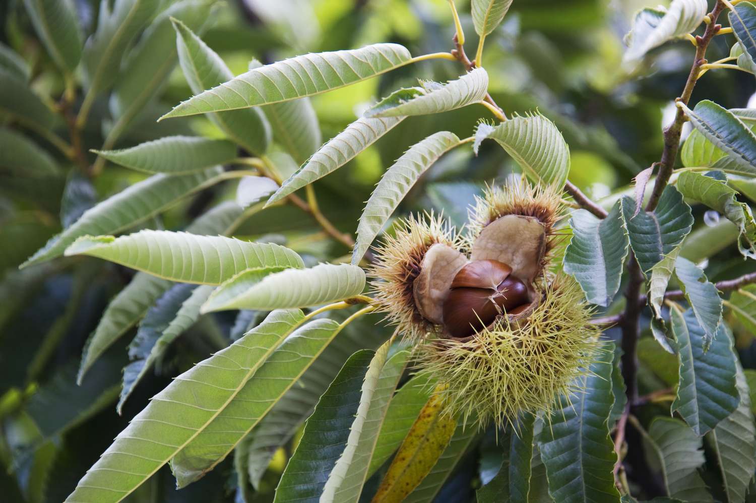 How to Collect Chestnut Seeds