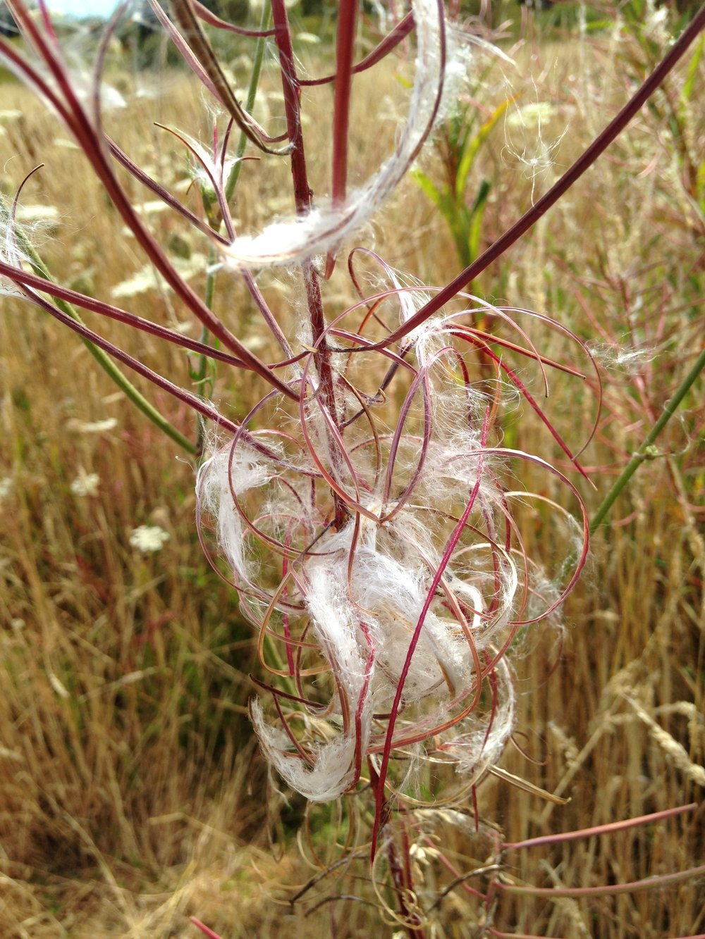 How to Collect Fireweed Seeds