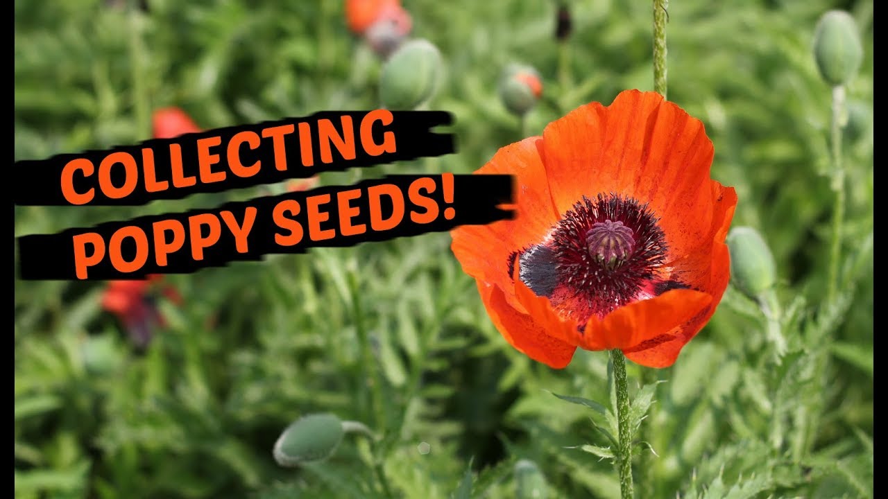How to Collect Poppy Seeds After Flowering