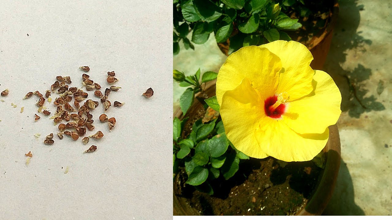 How to Collect Seeds from Hibiscus