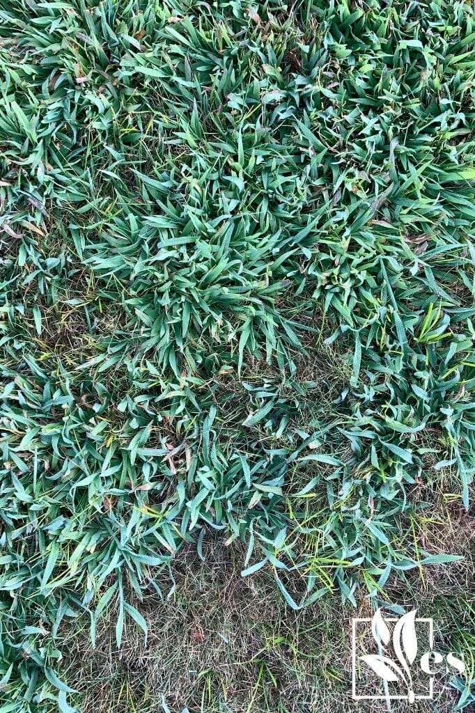 How to Control Crabgrass in Summer