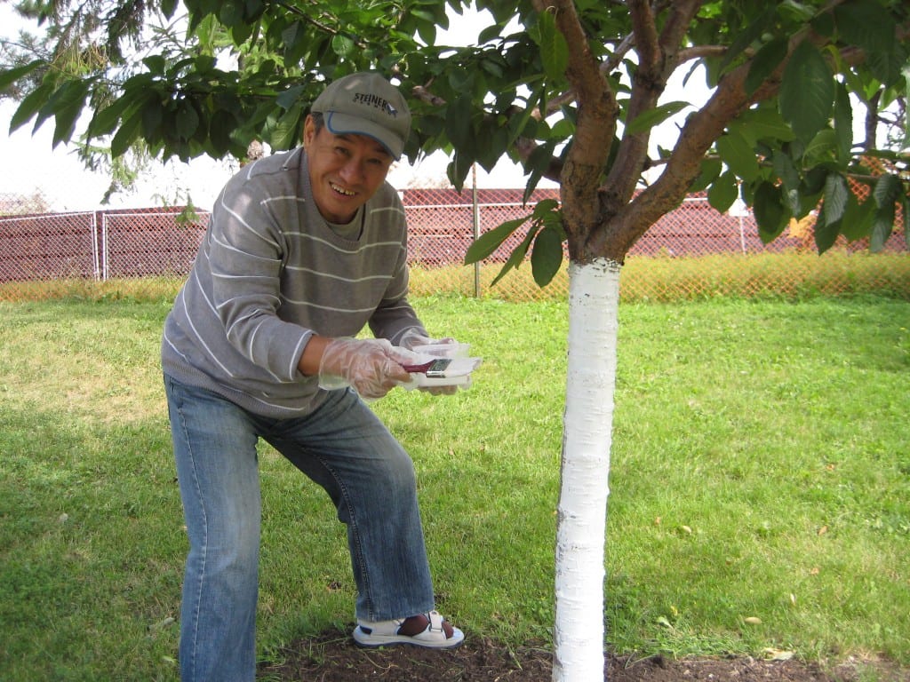 How to Cover Fruit Trees