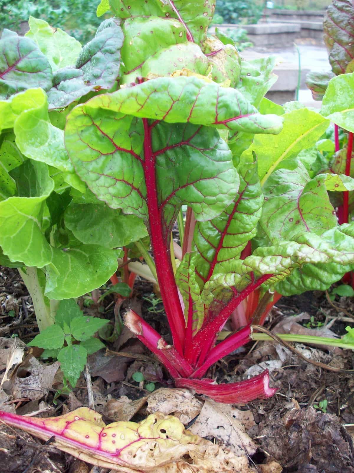 How to Cut Swiss Chard from Garden