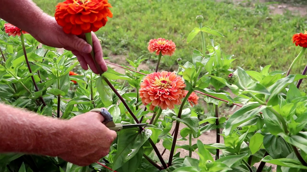 How to Cut Zinnias