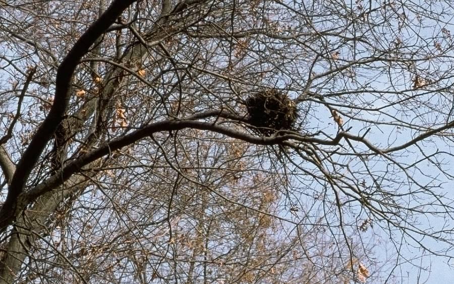 How to Destroy Squirrel Nest in a Tree