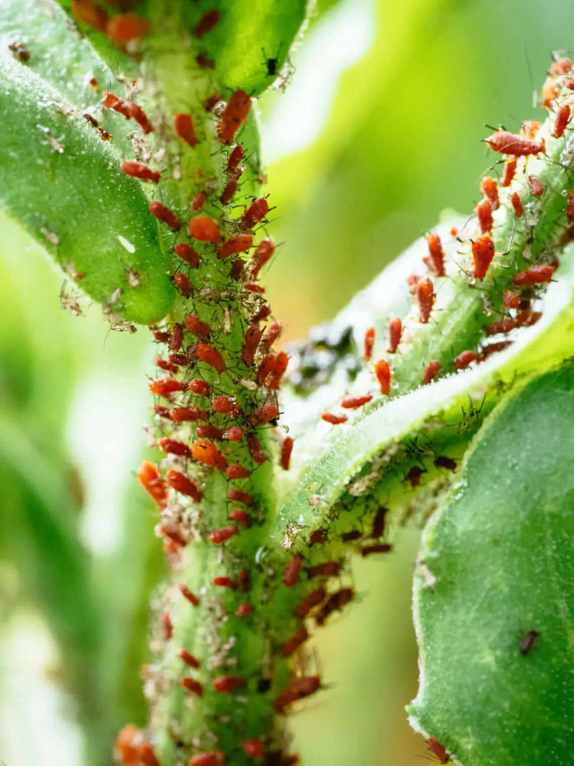 How to Deter Aphids on Tomato Plants