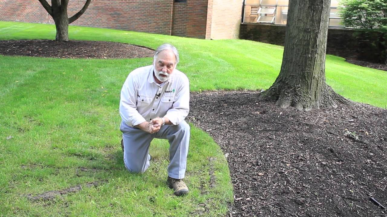 How to Edge around a Tree With Exposed Roots