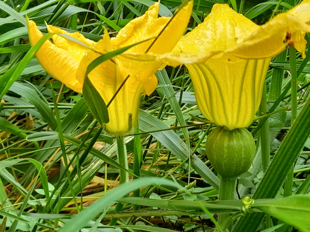 How to Encourage Female Pumpkin Flowers