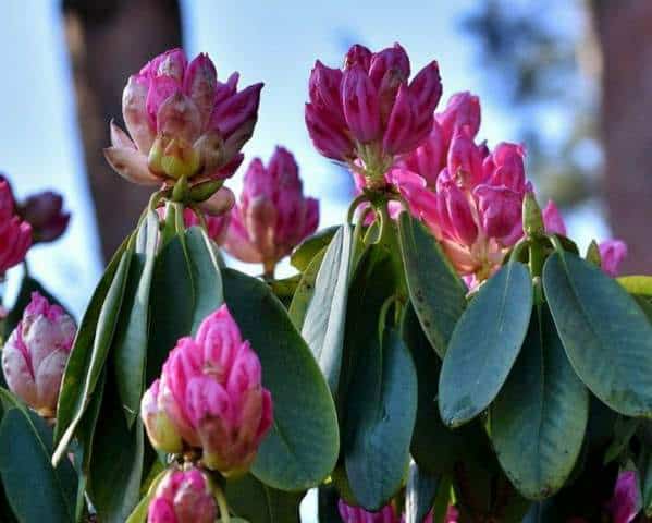 How to Encourage Rhododendrons to Flower