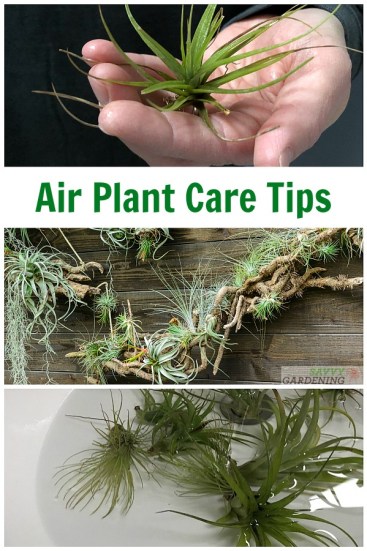 How to Fertilize Air Plants