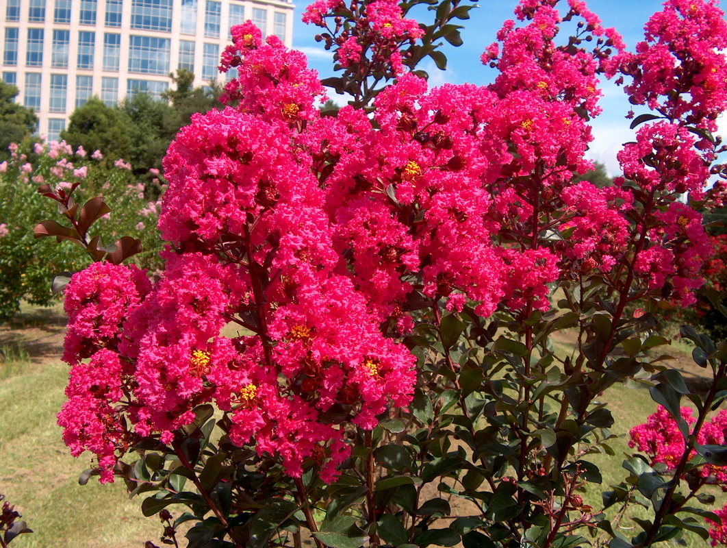 How to Fertilize Crape Myrtles