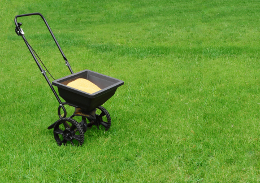 How to Fertilize Fescue Grass